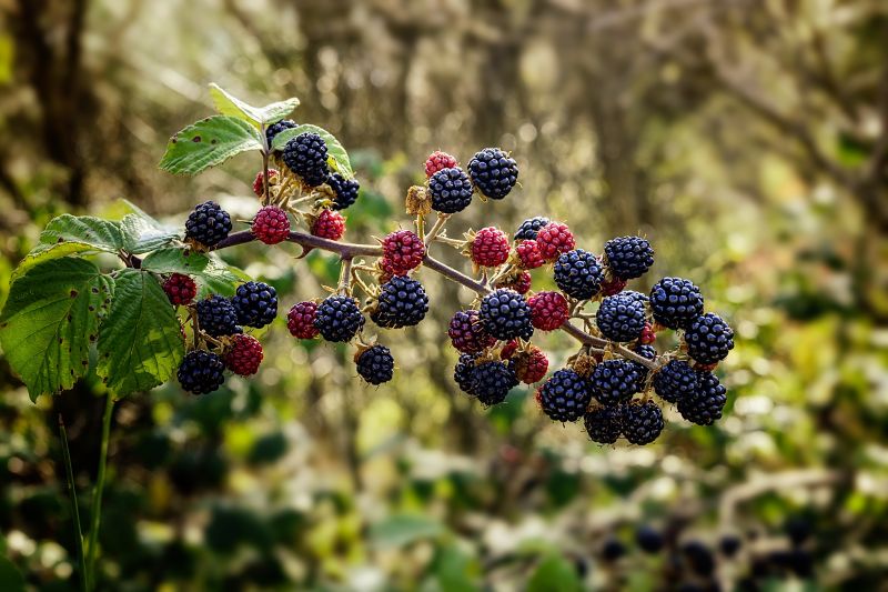 Ожина ягода фото Free Images : nature, berry, food, produce, blackberry, shrub, bramble, flowerin