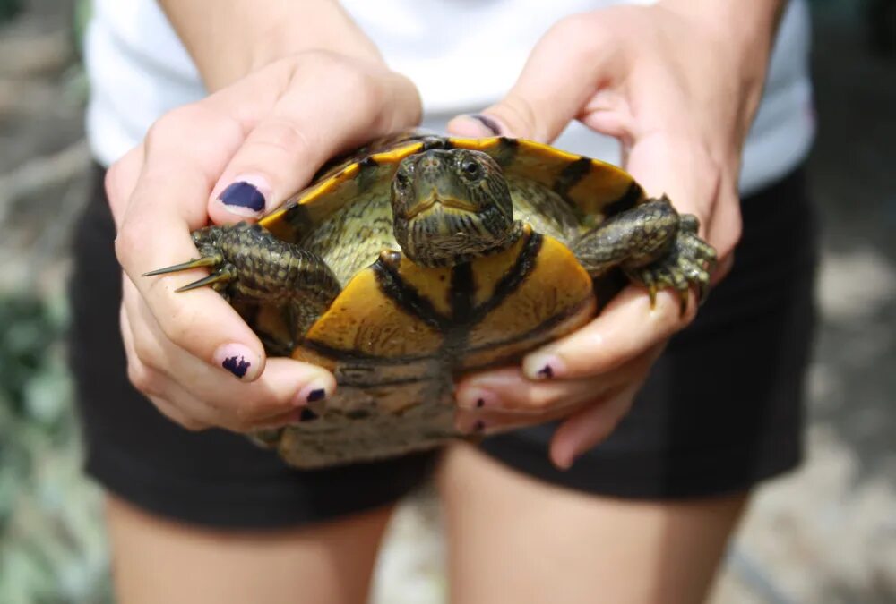 Ожирение у черепах красноухих фото Study Shows Freshwater Turtles Can Transmit Salmonella To Humans - Redorbit