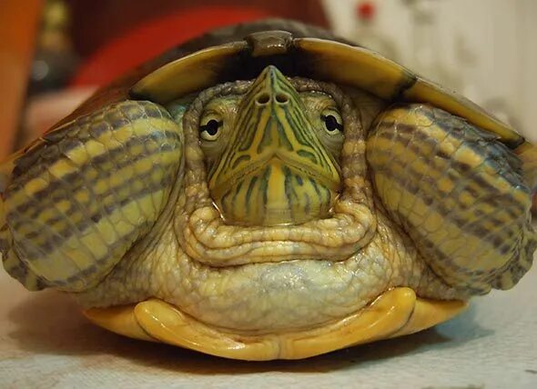 Ожирение у черепах красноухих фото How Much Do Turtles Cost? Pet turtle, Turtle, Exotic pets