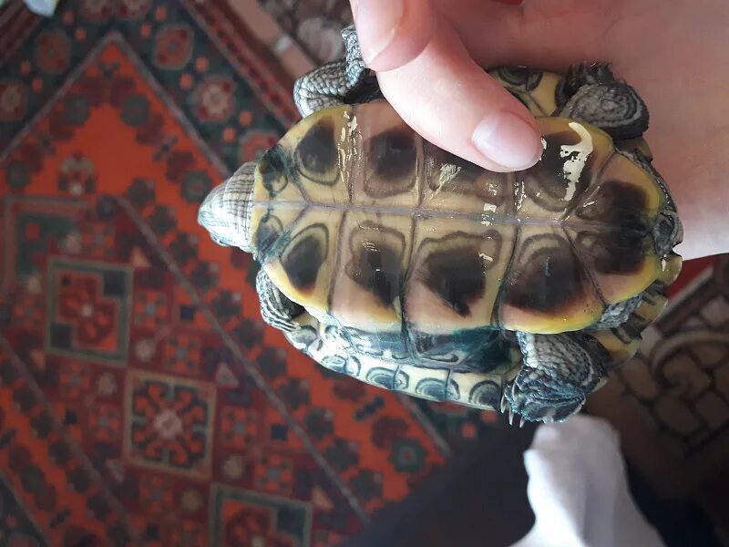 Ожирение у черепах красноухих фото Красноухая черепаха болеет, помогите, пожалуйста!!! - 15 июня 2018 - Форум Зоове