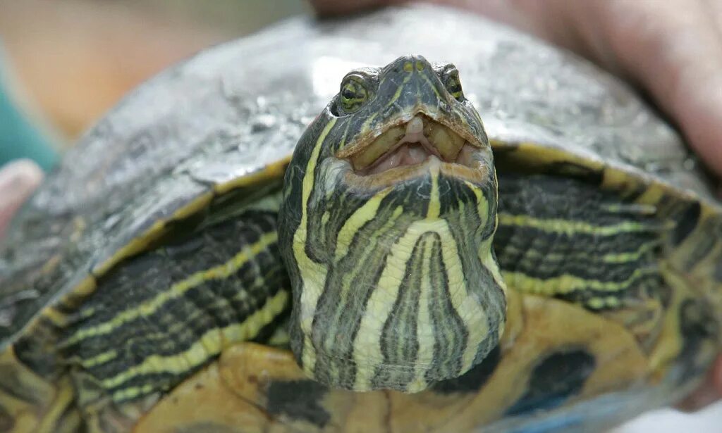 Ожирение у черепах красноухих фото Terrapins that can bite off a child's finger are being dumped in the Lake Distri