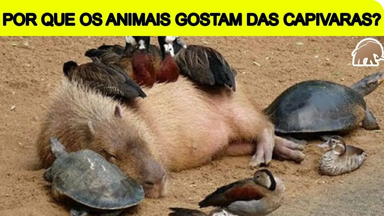 Оживить фото животных POR QUE OS ANIMAIS GOSTAM TANTO DAS CAPIVARAS? Mundo Animal - YouTube