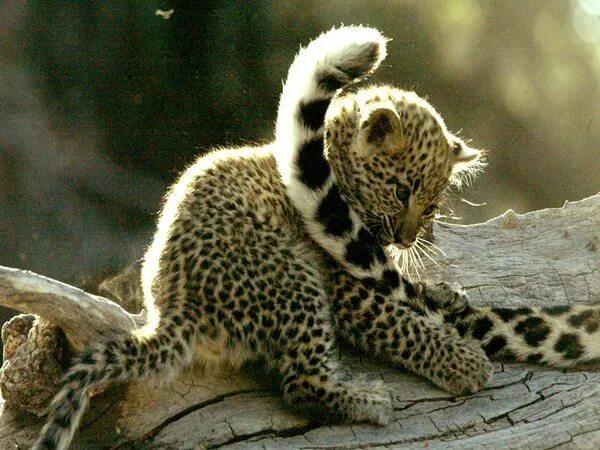 Оживить фото животных Baby Animal Pictures - Animal Wallpapers - National Geographic Baby leopard, Ani