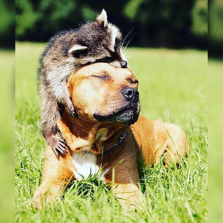 Оживить фото животных Just easy like Sunday morning. Have a awesome day everyone Animals friendship, F