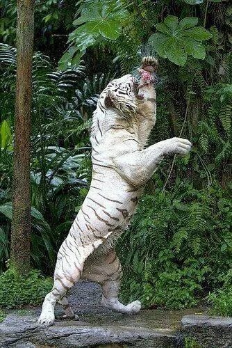 Оживить фото животных Google+ Beautiful cats, Albino animals, Majestic animals