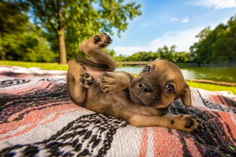 Оживить фото животных Фотоконкурс Dog Photographer of the Year 2018 PHOTOWEBEXPO