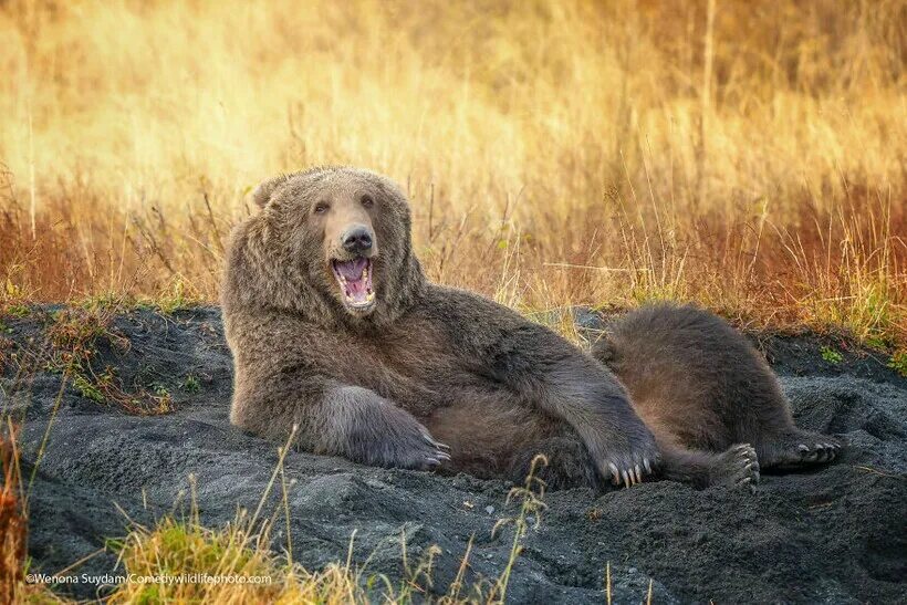 Оживить фото животных 10 самых смешных снимков животных с конкурса Comedy Wildlife Photography