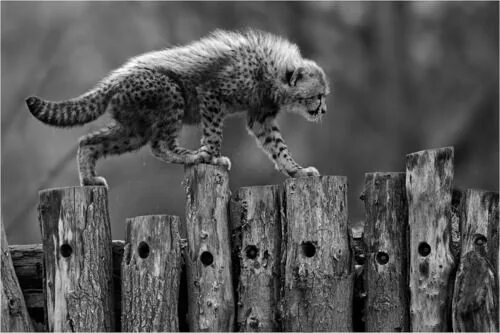 Оживить фото животных Cheetah with hackles Animals, Funny animals, Animals beautiful