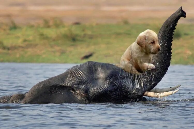 Оживить фото животных Animals Rescuing Other Animals #animals #RESCUE #animallovers #braveanimals #ama