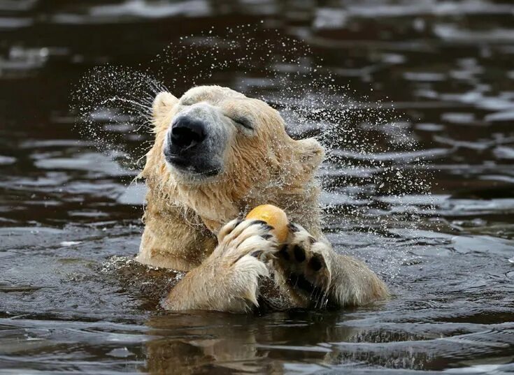 Оживить фото животных Фотографии животных " FotoRelax Polar bear, Polar, Bear
