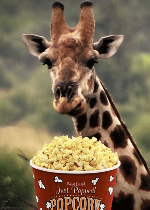 Оживить фото животных via GIPHY Giraffe, Cute little animals, Animals wild