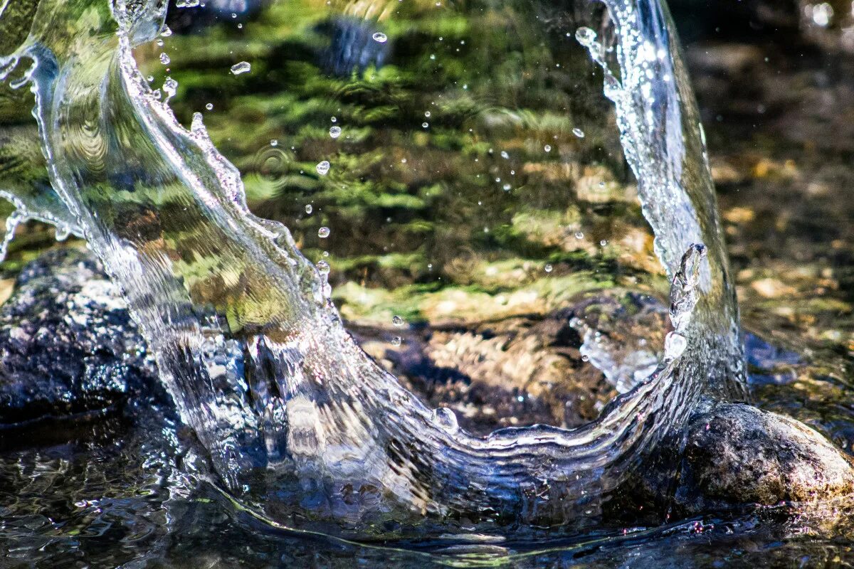 Оживить воду на фото Free Images : tree, nature, branch, wildlife, stream, reflection, reptile, fauna