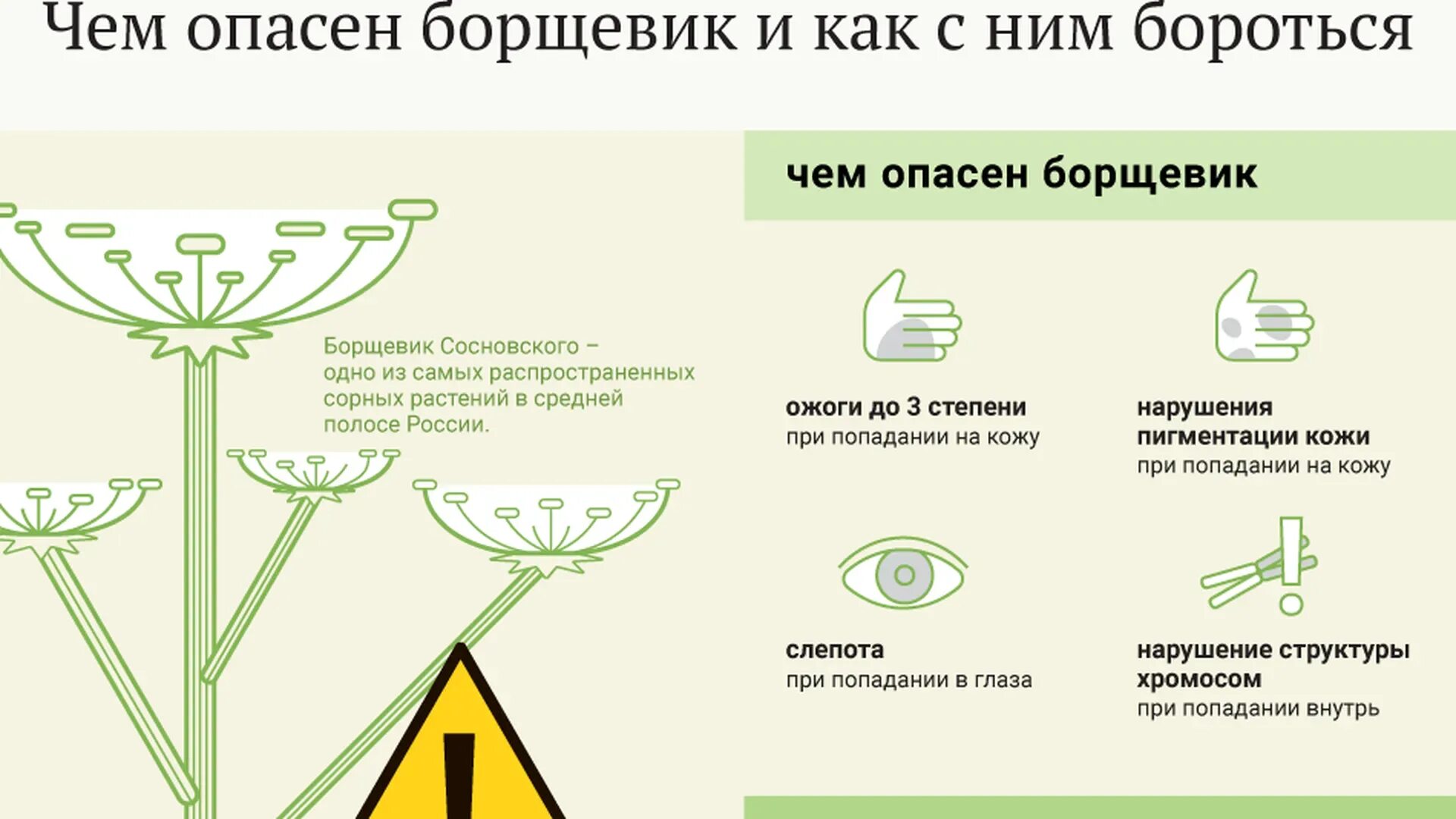 Ожог борщевиком фото по стадиям развития Борщевик польза и вред