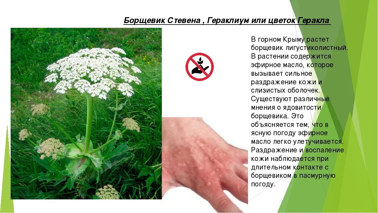 Ожог борщевиком фото по стадиям развития Какая трава вызывает ожоги кожи
