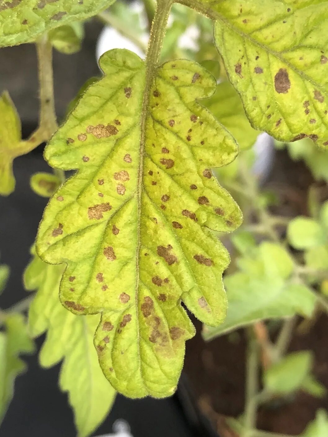 Ожог листьев фото diagnosis - What pest is affecting my tomato plants? - Gardening & Landscaping S