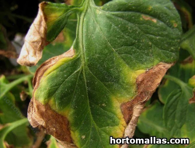 Ожог листьев фото Bacterial Speck - HORTOMALLAS ™, Supporting your crops ®