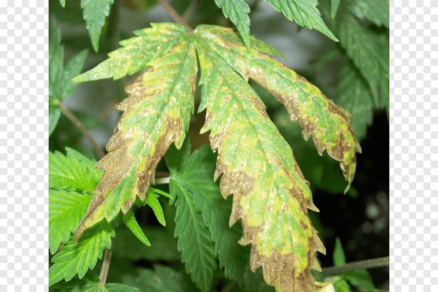 Ожог листьев фото Nutrisi budidaya ganja Rami Bakar, ganja, daun, gejala png PNGEgg