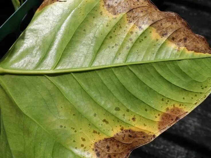 Ожог листьев фото Why Anthurium Leaves Have Brown Spots & What to Do About It Anthurium, Anthurium