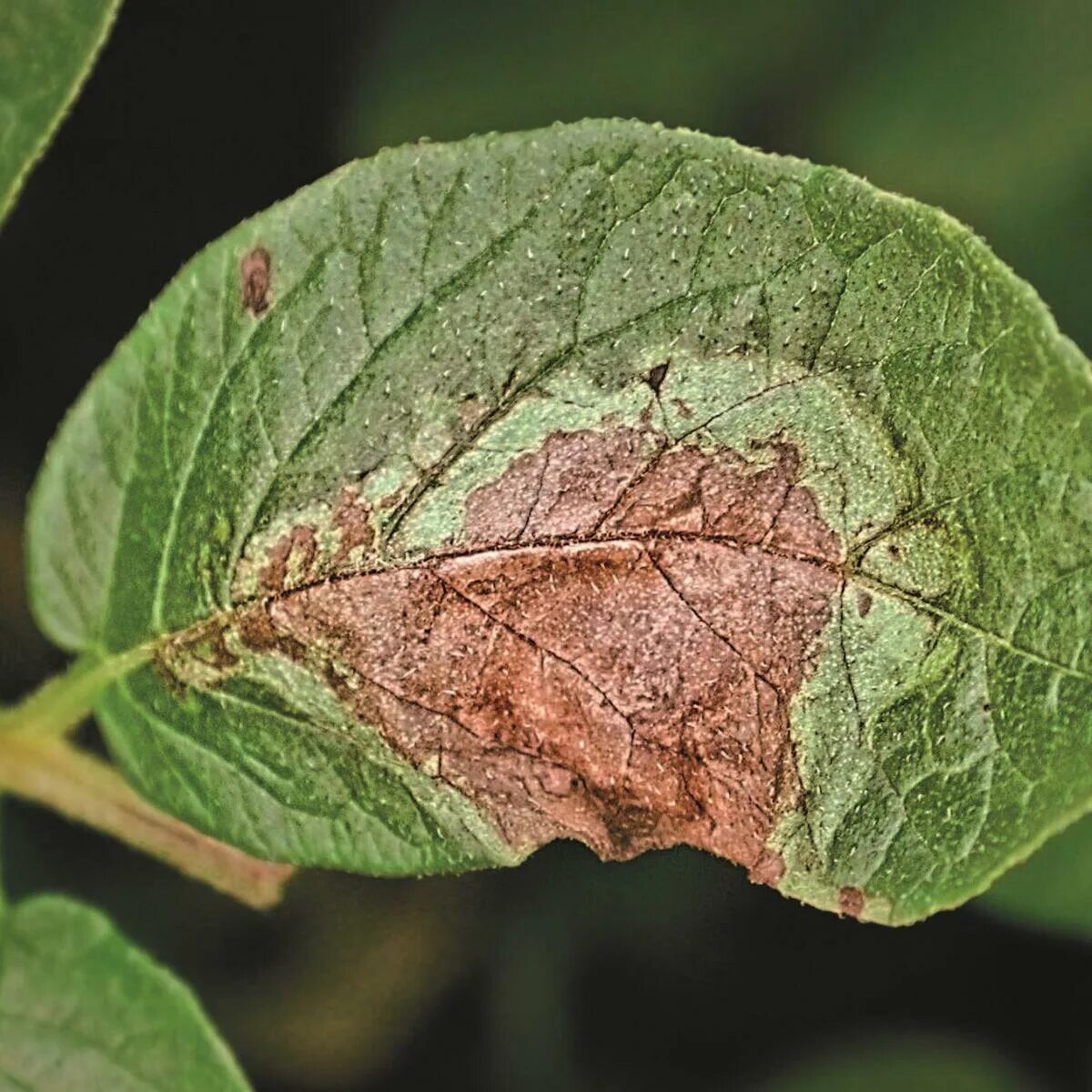 Ожог листьев фото Leaf disease segmentation dataset Kaggle