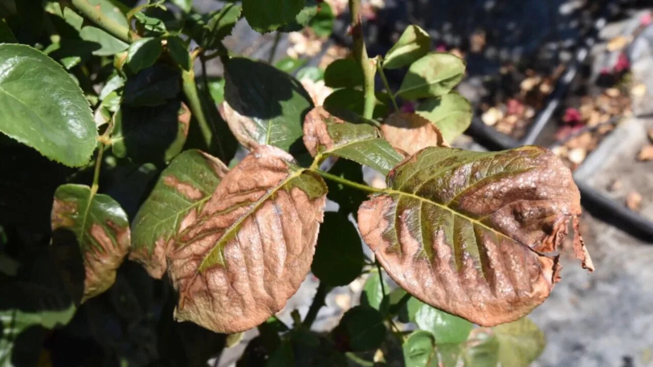 Ожог листьев фото Rose Tip - Leaf Burn Rose, Symptoms, Causes & Cures - YouTube