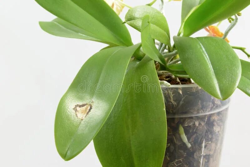 Ожог листьев орхидеи фото Disease on the Leaf of an Orchid. Close-up. Sun Burn on an Orchid Leaf. Selected