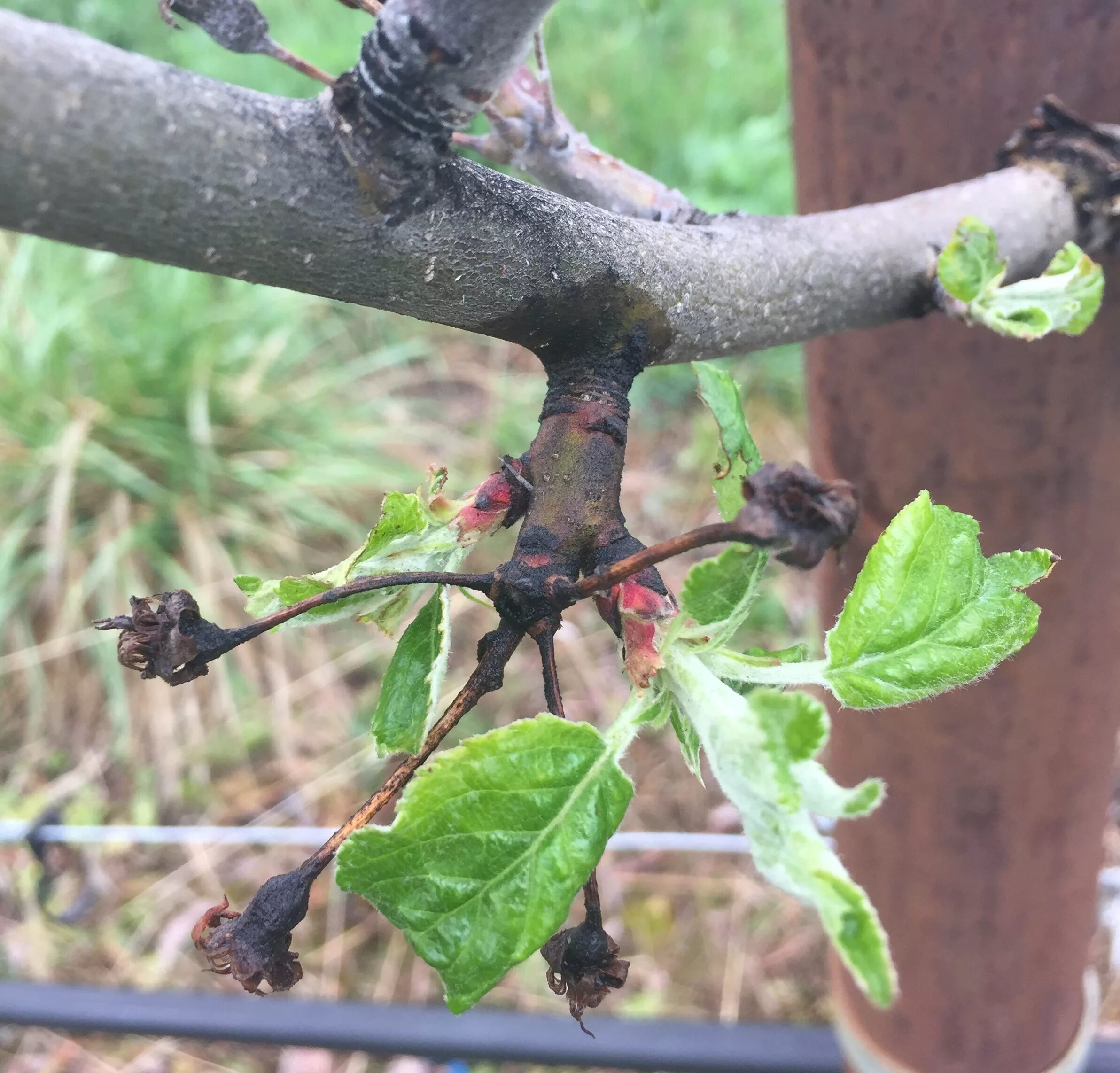 Ожог на груше фото Cider Cultivar Research - Western Agricultural Research Center Montana State Uni