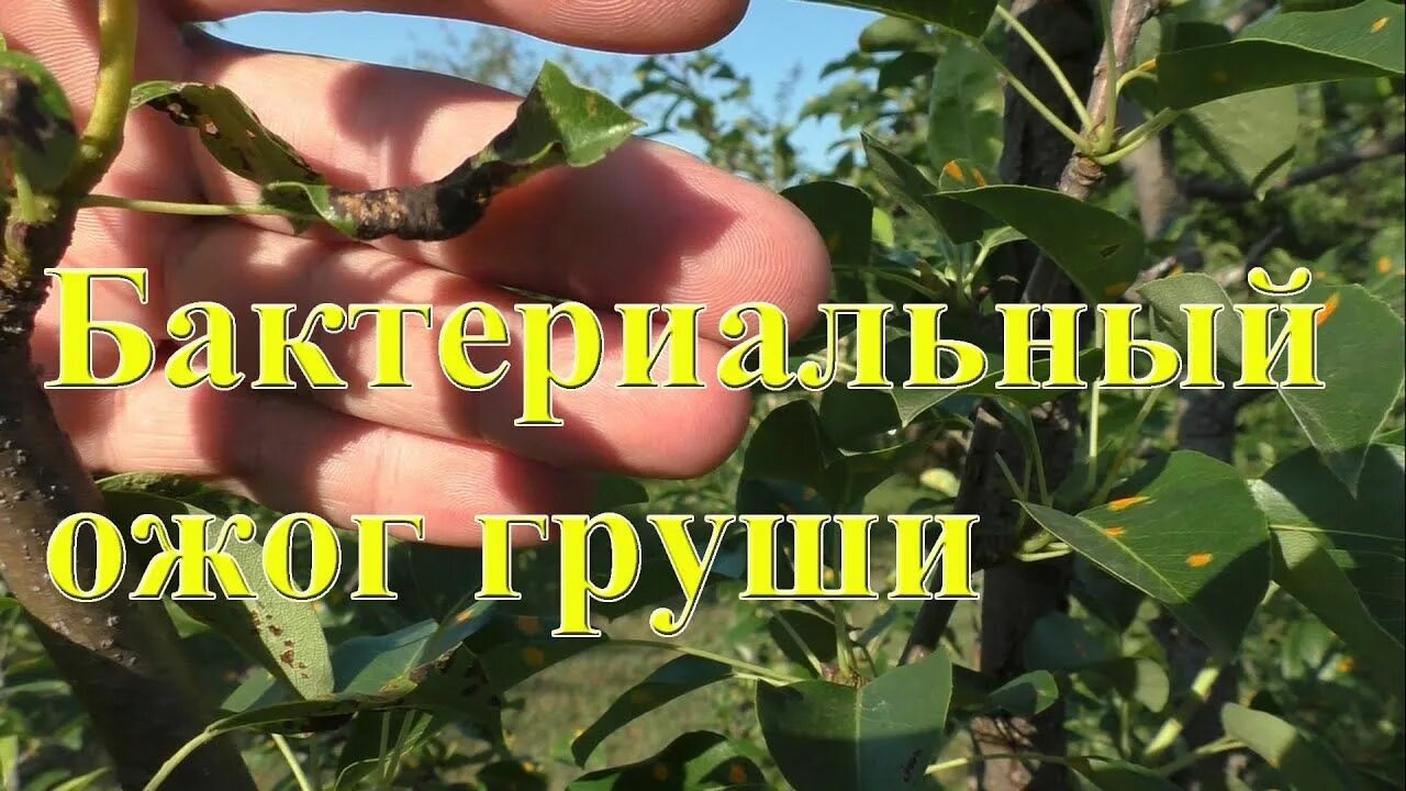 Ожог на груше фото Как вылечить бактериальный ожог груши? в 2023 г Груша, Заболевания, Сад