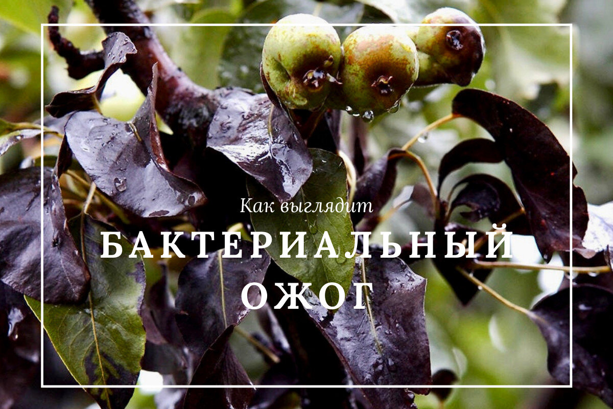 Ожог на груше фото Бактериальный ожог DolinaRoz.ru Дзен