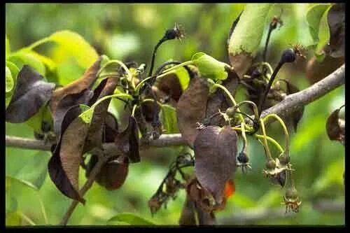 Ожог на груше фото Got Fire Blight? bacterial diseases to infect our fruit trees Bradford pear tree