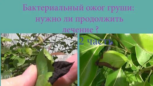 Ожог на груше фото Бактериальный ожог груши: нужно ли продолжить лечение? часть 2 Канал о цветах Ол