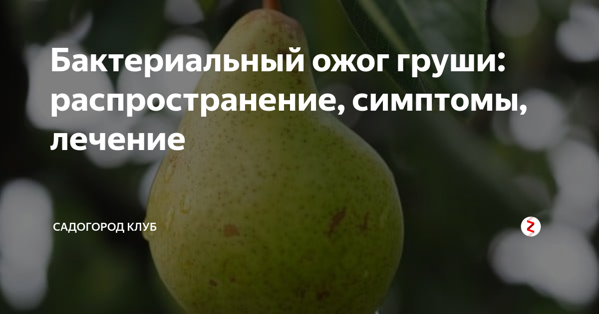 Ожог на груше фото Препараты от бактериального ожога груши