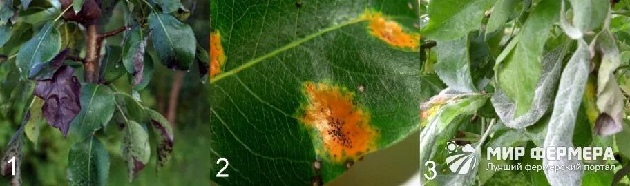Ожог на груше фото Болезни груши: описания с фотографиями и способы лечения