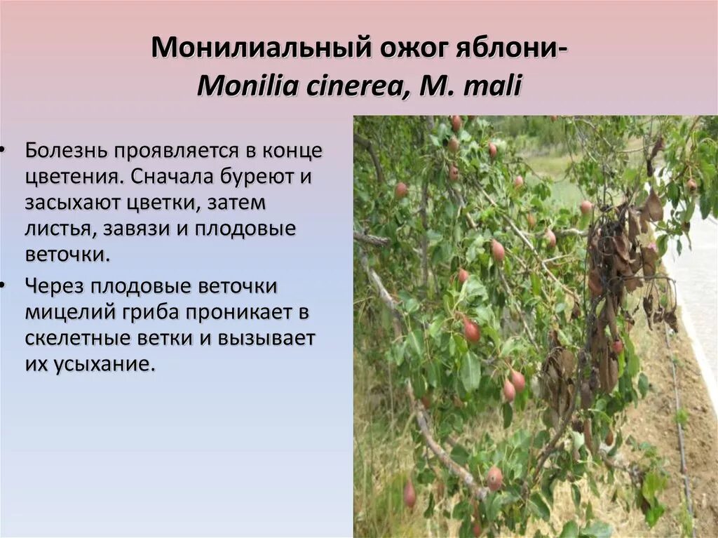 Ожог на груше фото Болезни семечковых и косточковых культур - презентация онлайн