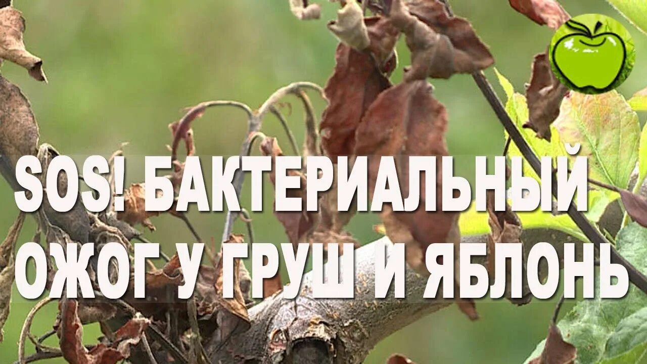 Ожог на груше фото Почему почернели и засохли листья у груши. Бактериальный ожог груши и яблонь - с