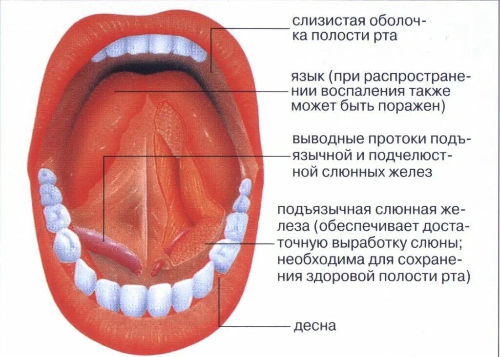 Ожог неба во рту фото Ротовое дыхание: в чём опасность? Ист Клиник - неврология, ортопедия, остеопатия