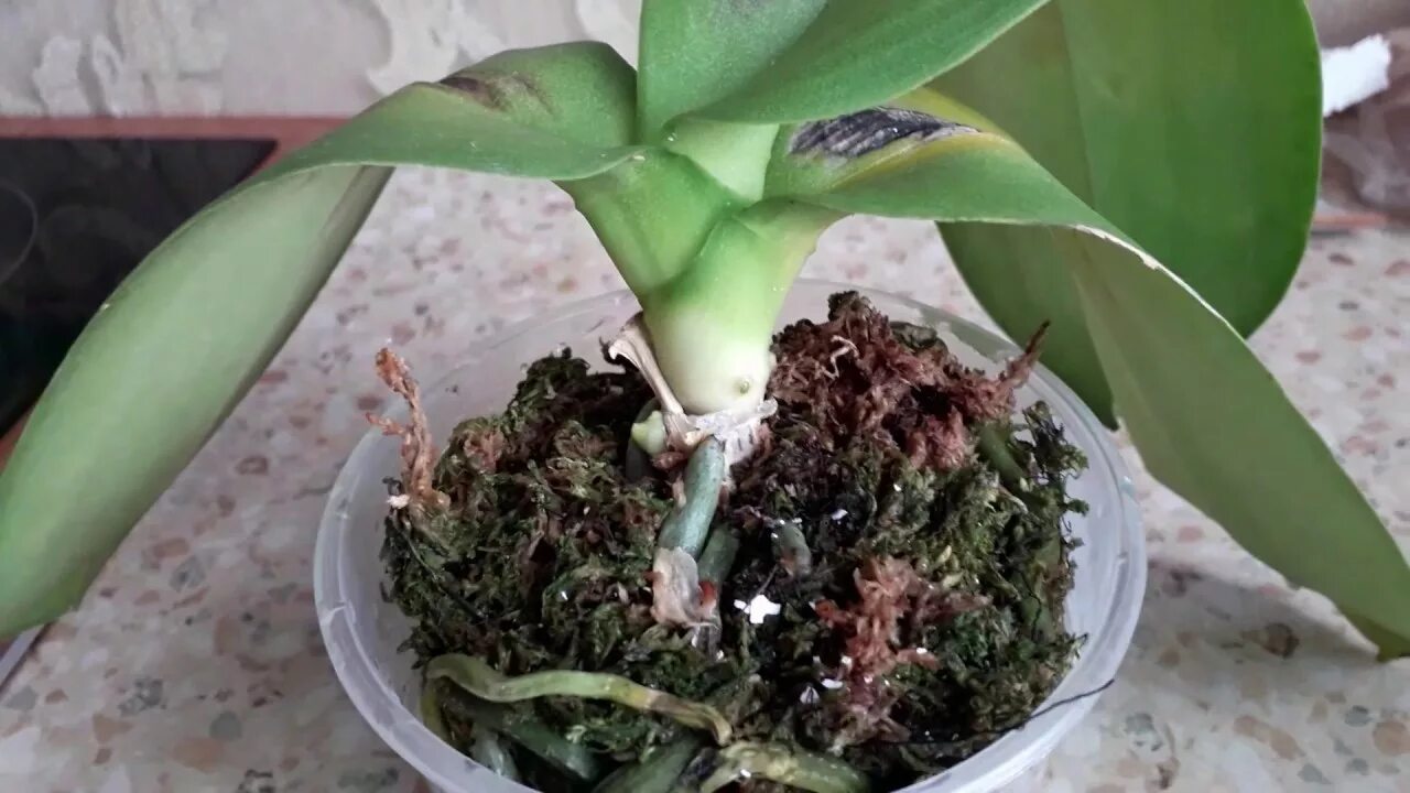Ожог орхидеи фото Орхидея Молния с ожогами на листьях,пересадка(не чё так её ударило) - YouTube