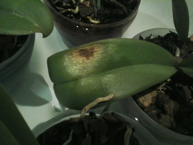 Ожог орхидеи фото Орхидеи :: Сибмама - о семье, беременности и детях