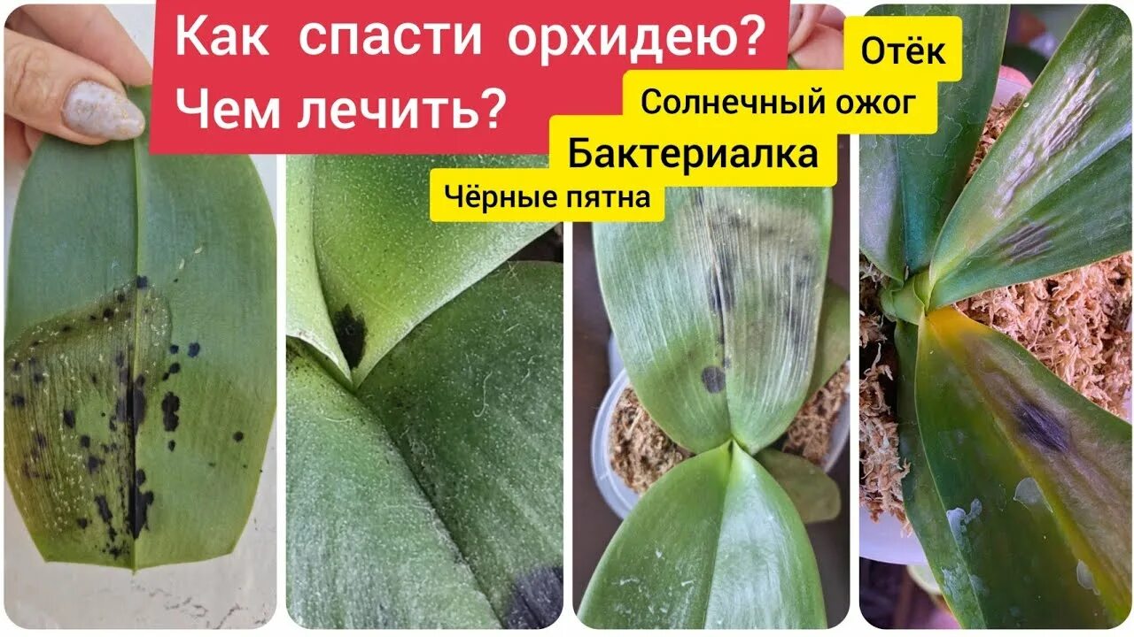 Ожог орхидеи фото Солнечный ожог у орхидеи, отёк на листьях Бактериальное поражение Бактериалка, ч