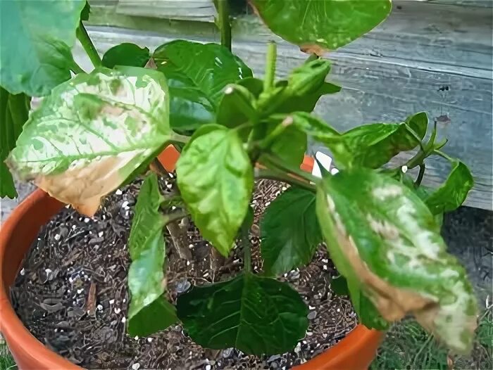 Ожог перца фото Hidden Valley Hibiscus - Hibiscus Feeding & Fertilizing Hibiscus plant, Plant nu