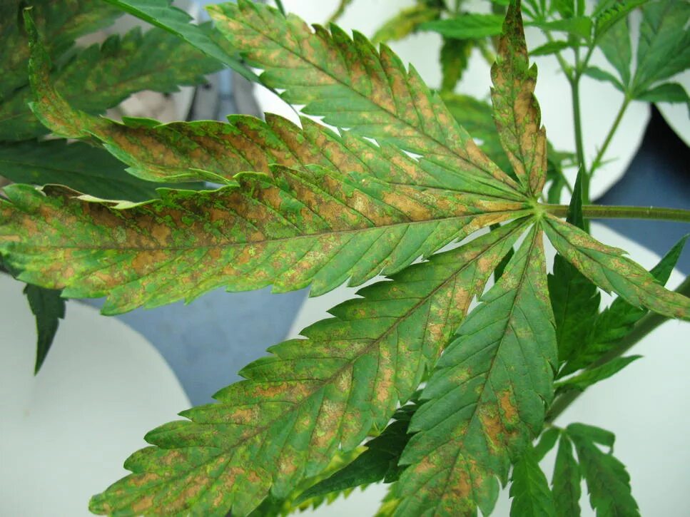 Ожог растением как выглядит Brown Spots On Cannabis Leaves: How To Fix
