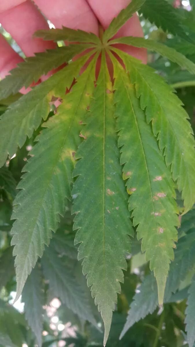Ожог растением как выглядит Картинки BURN PLANT