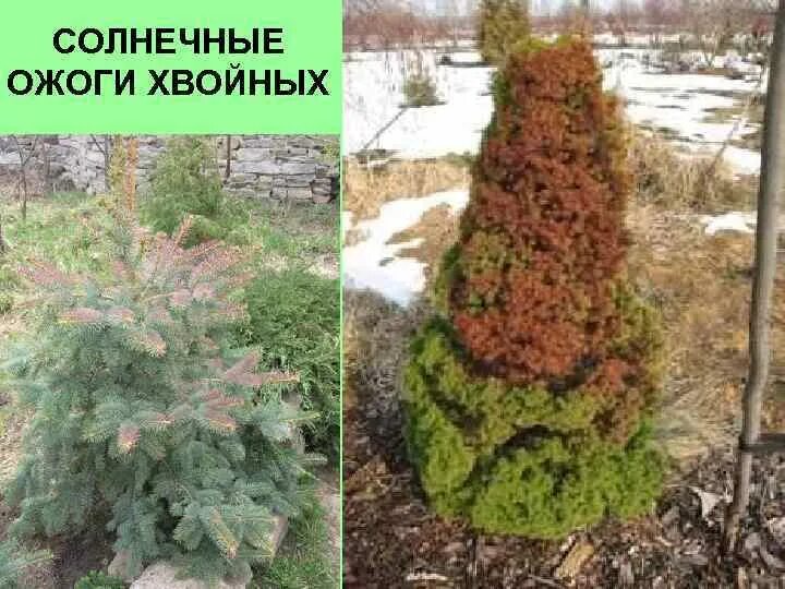 Ожог туи фото Ель коника осыпалась