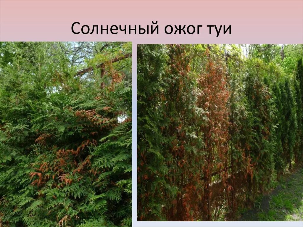 Ожог туи фото Солнечные ожоги туи смарагд - фото презентация