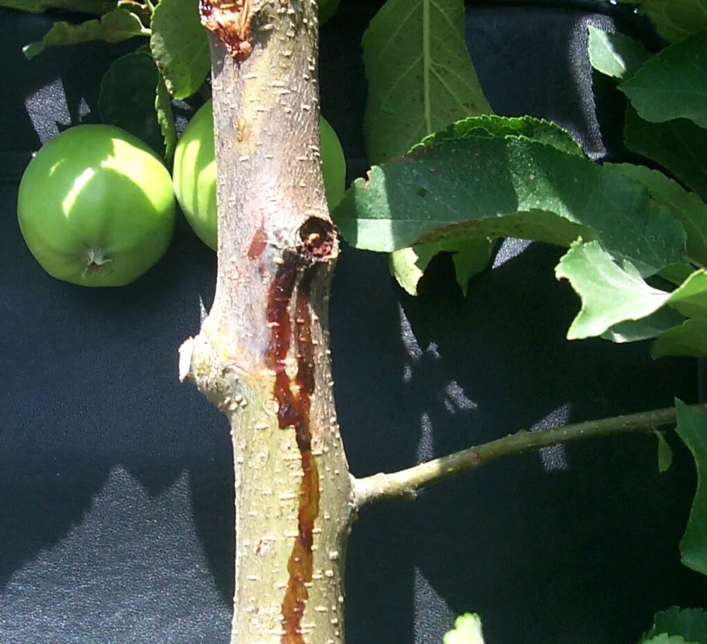 Ожог яблони фото Fire Blight On Pear Trees - photos and vectors