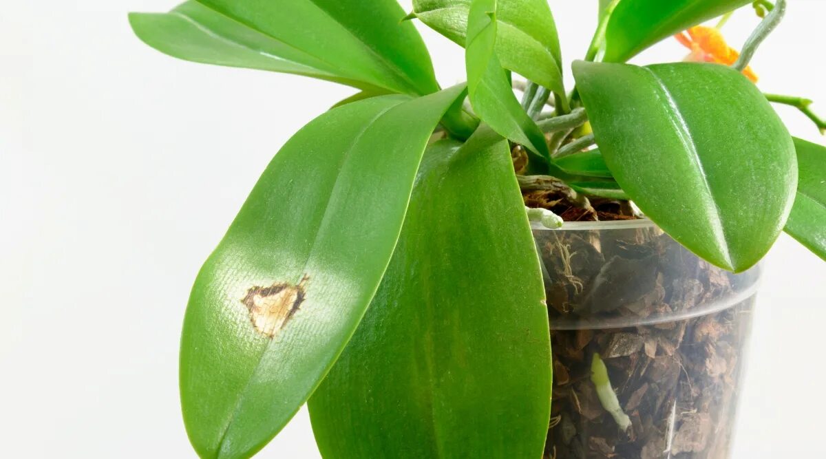Ожоги на листьях орхидеи фото How Much Light Do Orchids Need?
