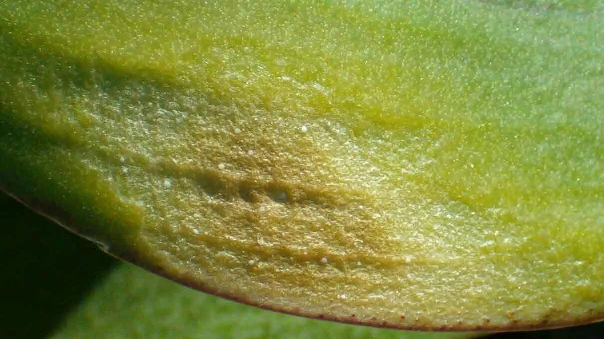 Ожоги на листьях орхидеи фото Фаленопсис (Phalaenopsis) ожог листьев - Архив орхидного раздела - Форум на Home