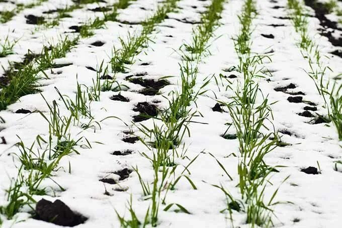 Озимые семена фото Cover Cropping 101: Learn How to Use Cover Crops in the Garden Groenten tuin, Tu