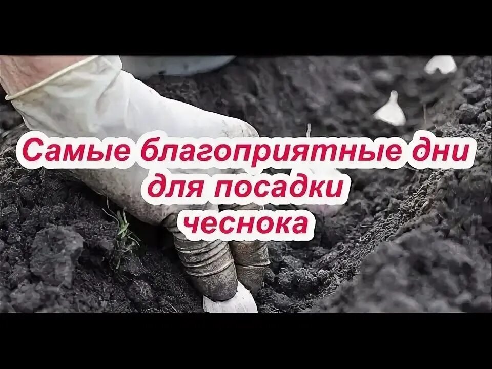 Озимый чеснок по лунному календарю 2024 САМЫЕ БЛАГОПРИЯТНЫЕ ДНИ ДЛЯ ПОСАДКИ ОЗИМОГО ЧЕСНОКА!!! Всегда огромный урожай!!!