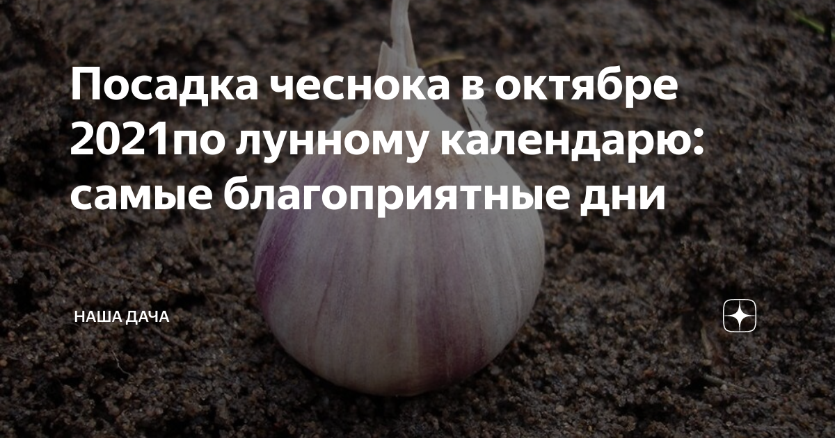 Озимый чеснок по лунному календарю 2024 Посадка чеснока в октябре 2021по лунному календарю: самые благоприятные дни Наша