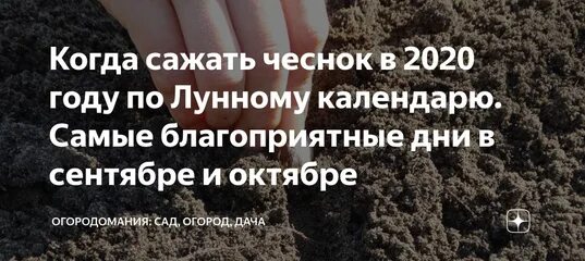 Озимый чеснок по лунному календарю 2024 Посадка озимого чеснока в октябре благоприятные дни: найдено 90 изображений